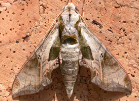 Pandorus Sphinx